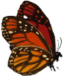 butterfly butterfly